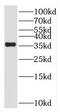Sideroflexin 3 antibody, FNab07801, FineTest, Western Blot image 
