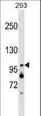 XPA Binding Protein 2 antibody, LS-C157376, Lifespan Biosciences, Western Blot image 