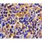 BLU antibody, MBS150837, MyBioSource, Immunohistochemistry frozen image 