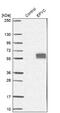 Epiphycan antibody, NBP1-70338, Novus Biologicals, Western Blot image 