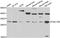 ATP Synthase C Subunit Lysine N-Methyltransferase antibody, A7403, ABclonal Technology, Western Blot image 