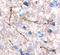 Hypocretin Neuropeptide Precursor antibody, MAB734, R&D Systems, Immunohistochemistry frozen image 