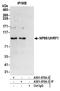 E3 ubiquitin-protein ligase UHRF1 antibody, A301-470A, Bethyl Labs, Immunoprecipitation image 