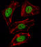 Forkhead box protein D1 antibody, LS-B9155, Lifespan Biosciences, Immunofluorescence image 