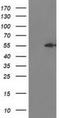 Integrin Alpha FG-GAP Repeat Containing 2 antibody, NBP2-00860, Novus Biologicals, Western Blot image 