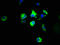 5-Hydroxytryptamine Receptor 4 antibody, LS-C669634, Lifespan Biosciences, Immunofluorescence image 