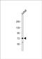 Zinc Finger Protein 823 antibody, PA5-72526, Invitrogen Antibodies, Western Blot image 
