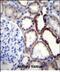 Protein naked cuticle homolog 2 antibody, PA5-48336, Invitrogen Antibodies, Immunohistochemistry frozen image 