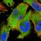 Ring Finger Protein 146 antibody, HPA027209, Atlas Antibodies, Immunofluorescence image 
