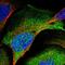 PSMC5 antibody, HPA017871, Atlas Antibodies, Immunofluorescence image 