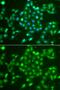 Ubiquitin C-terminal hydrolase UCH37 antibody, orb373893, Biorbyt, Immunofluorescence image 