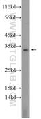 VSP antibody, 23840-1-AP, Proteintech Group, Western Blot image 