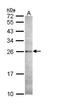Caspase 14 antibody, TA308792, Origene, Western Blot image 