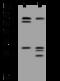 JRK Like antibody, 206954-T40, Sino Biological, Western Blot image 