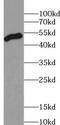 Angio-associated migratory cell protein antibody, FNab00019, FineTest, Western Blot image 