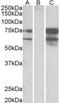 Neurexin-1 antibody, MBS421542, MyBioSource, Western Blot image 
