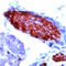 Ubiquitin C-Terminal Hydrolase L1 antibody, ADI-905-520-1, Enzo Life Sciences, Immunohistochemistry paraffin image 