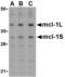 MCL1 Apoptosis Regulator, BCL2 Family Member antibody, AHP998, Bio-Rad (formerly AbD Serotec) , Western Blot image 