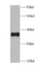 Peroxisomal biogenesis factor 3 antibody, FNab06330, FineTest, Western Blot image 