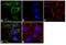 Proteasome-associated protein ECM29 homolog antibody, PA3-035, Invitrogen Antibodies, Immunofluorescence image 