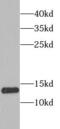 Single-stranded DNA-binding protein, mitochondrial antibody, FNab08247, FineTest, Western Blot image 