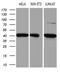 Elongator Acetyltransferase Complex Subunit 4 antibody, LS-C799024, Lifespan Biosciences, Western Blot image 