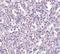 TBC1 Domain Family Member 10C antibody, NBP1-76806, Novus Biologicals, Immunohistochemistry frozen image 