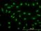 RB Binding Protein 4, Chromatin Remodeling Factor antibody, orb94755, Biorbyt, Immunocytochemistry image 