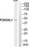 Forkhead Box D4 Like 1 antibody, PA5-39171, Invitrogen Antibodies, Western Blot image 