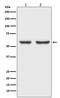 Solute Carrier Family 7 Member 11 antibody, M03036, Boster Biological Technology, Western Blot image 