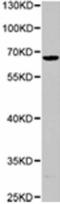 NUMBL antibody, TA322709, Origene, Western Blot image 