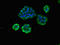 ArfGAP With RhoGAP Domain, Ankyrin Repeat And PH Domain 1 antibody, LS-C677166, Lifespan Biosciences, Immunofluorescence image 