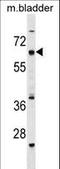 Transmembrane Protein 121B antibody, LS-C159331, Lifespan Biosciences, Western Blot image 