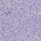 Nuclear Autoantigenic Sperm Protein antibody, HPA030518, Atlas Antibodies, Immunohistochemistry paraffin image 