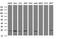 Ras Like Without CAAX 2 antibody, NBP2-45605, Novus Biologicals, Western Blot image 