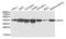 DNA Fragmentation Factor Subunit Alpha antibody, abx007165, Abbexa, Western Blot image 