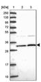Mitochondrial Ribosomal Protein L1 antibody, PA5-60453, Invitrogen Antibodies, Western Blot image 