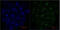 Histone H3 antibody, M33947, Boster Biological Technology, Immunofluorescence image 