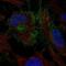 Cytoplasmic FMR1 Interacting Protein 2 antibody, NBP2-57502, Novus Biologicals, Immunofluorescence image 