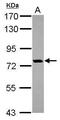 Oxysterol Binding Protein Like 10 antibody, PA5-31511, Invitrogen Antibodies, Western Blot image 