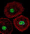 Heterogeneous nuclear ribonucleoprotein A/B antibody, abx032549, Abbexa, Western Blot image 