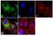 alpha-Tubulin antibody, 62204, Invitrogen Antibodies, Immunofluorescence image 
