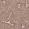 Cytosolic phospholipase A2 antibody, HPA050062, Atlas Antibodies, Immunohistochemistry frozen image 