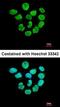Histone Deacetylase 2 antibody, orb14897, Biorbyt, Immunocytochemistry image 