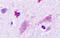 Histamine Receptor H3 antibody, GTX13015, GeneTex, Immunohistochemistry paraffin image 