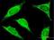TRA@ antibody, H00028523-B01P, Novus Biologicals, Immunocytochemistry image 