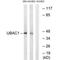 UBA Domain Containing 1 antibody, PA5-50158, Invitrogen Antibodies, Western Blot image 