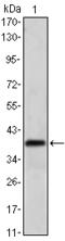 RNA-binding protein Musashi homolog 1 antibody, STJ98253, St John