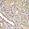 BCL2 Associated Athanogene 2 antibody, 23-166, ProSci, Immunohistochemistry frozen image 