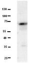 Lebercilin LCA5 Like antibody, GTX46507, GeneTex, Western Blot image 